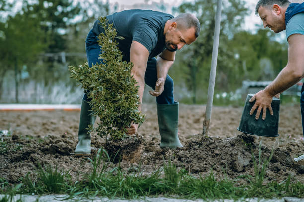  Louisville, NE Tree Services Pros