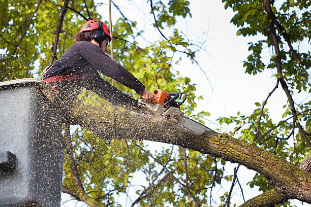 Best Arborist Consultation Services  in Louisville, NE